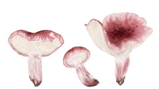 Hygrophorus russula è una specie molto nota tra i raccoglitori di alcune regioni dell’Italia mediterranea, dove trova il suo principale areale di distribuzione, in particolare legato al leccio e a varie altre specie di quercia, in ambienti termofili.