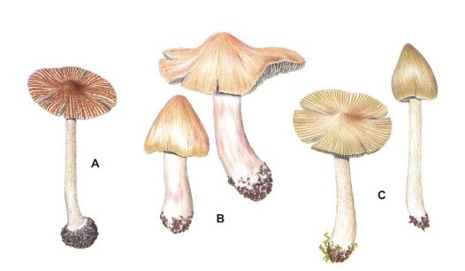 Tre tipiche specie rappresentanti del genere Inocybe s. l.: (A) Inocybe asterospora, (B) Inocybe erube- scens e (C) Inocybe rimosa