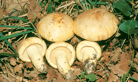 Questo Fungo appartiene alla specie Tricholoma