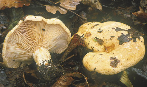 Questo Fungo appartiene alla specie Lactarius