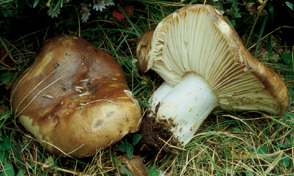 Questo Fungo appartiene alla specie Russula