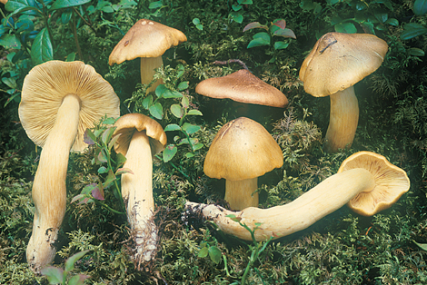 Questo Fungo appartiene alla specie Tricholoma