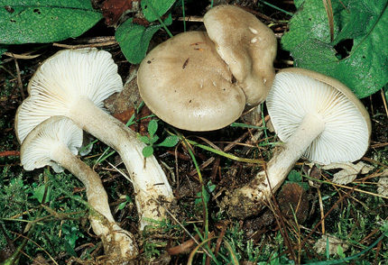 Questo Fungo appartiene alla specie Hygrophorus