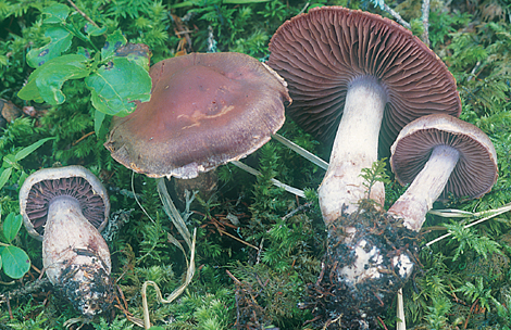 Questo Fungo appartiene alla specie Cortinarius