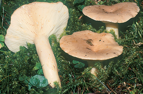 Questo Fungo appartiene alla specie Lactarius