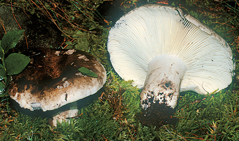 Questo Fungo appartiene alla specie Russula