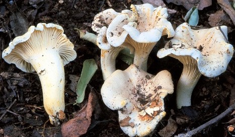 Questo Fungo appartiene alla specie Cantharellus