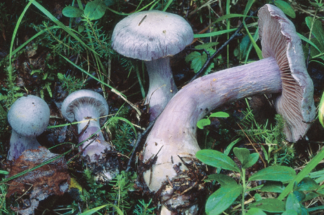 Questo Fungo appartiene alla specie Cortinarius