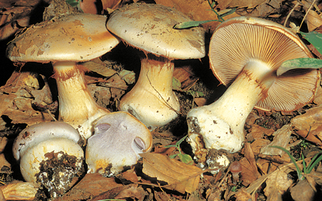 Questo Fungo appartiene alla specie Cortinarius