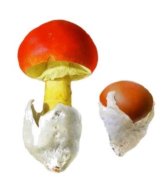 Amanita caesarea è uno tra i più celebrati funghi commestibili, noto sin dall’antichità e con una vasta tradizione di consumo in buona parte del territorio italiano.