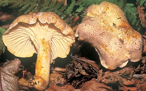 Questo Fungo appartiene alla specie Cantharellus