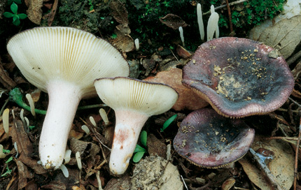 Questo Fungo appartiene alla specie Russula