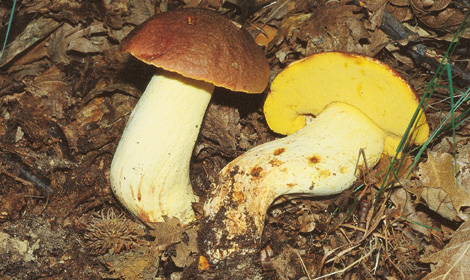 Questo Fungo appartiene alla specie Boletus