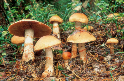 Questo Fungo appartiene alla specie Cortinarius