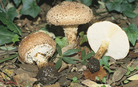 Questo Fungo appartiene alla specie Lepiota