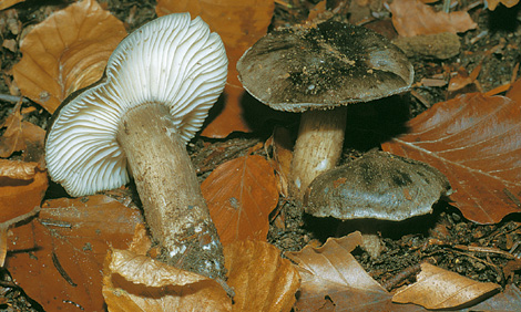 Questo Fungo appartiene alla specie Hygrophorus