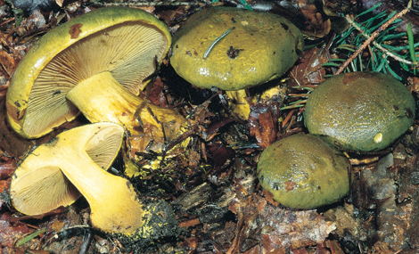 Questo Fungo appartiene alla specie Cortinarius