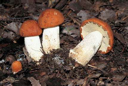 Questo Fungo appartiene alla specie Boletus