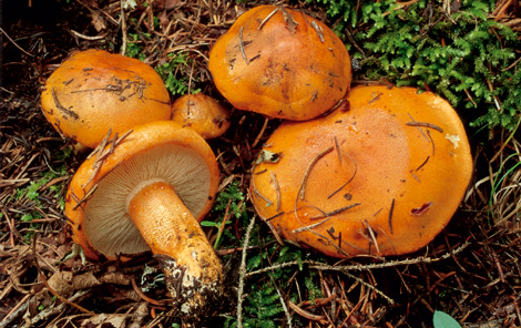 Questo Fungo appartiene alla specie Tricholoma