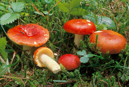 Questo Fungo appartiene alla specie Russula