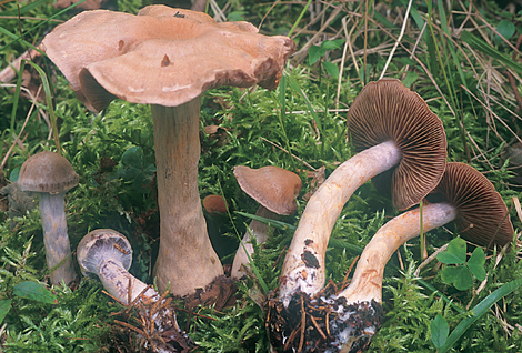 Questo Fungo appartiene alla specie Cortinarius