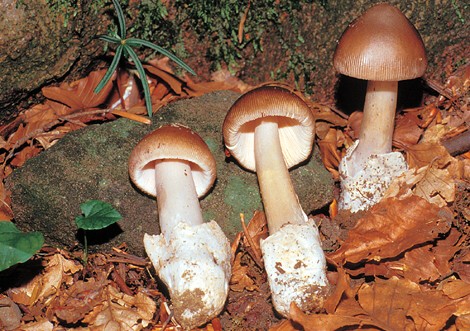 Questo Fungo appartiene alla specie Amanita