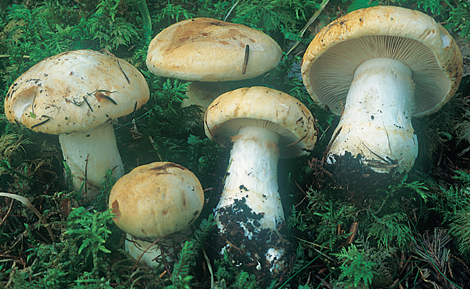 Questo Fungo appartiene alla specie Cortinarius