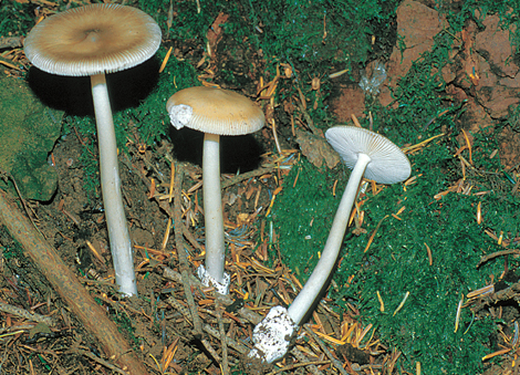 Questo Fungo appartiene alla specie Amanita