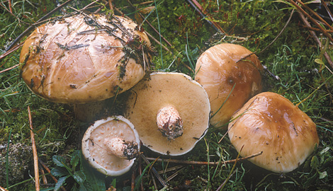 Questo Fungo appartiene alla specie Boletus