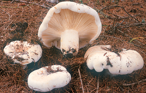 Questo Fungo appartiene alla specie Lactarius