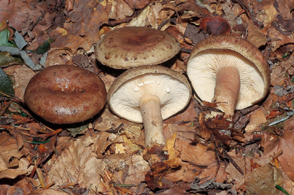 Questo Fungo appartiene alla specie Lactarius