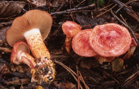 Questo Fungo appartiene alla specie Cortinarius