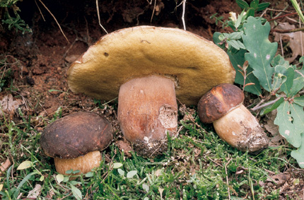 Questo Fungo appartiene alla specie Boletus