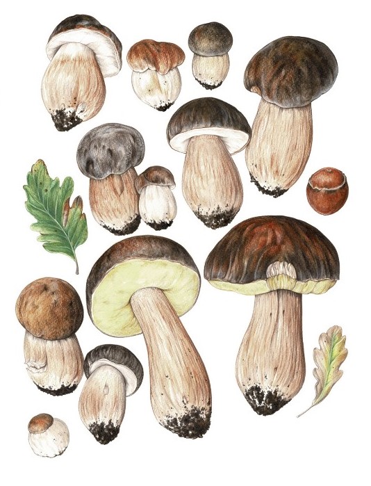 Boletus aereus è il porcino del Mediterraneo per eccellenza, ampiamente distribuito e spesso abbon- dante nelle regioni dell’Italia centro-meridionale e insulare. Tuttavia la tradizione di consumo, come per gli altri porcini, non è storicamente radicata in tutte le regioni italiane, anche se al giorno d’oggi i porcini sono certamente tra le specie più ambite dal raccoglitore in tutto il territorio nazionale.