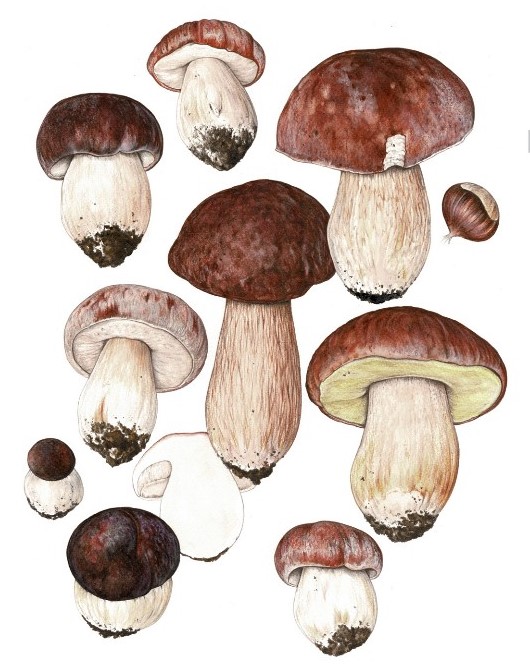 Boletus pinophilus è una delle quattro specie del genere Boletus s. str., noti come “funghi porcini” e commercializzati a livello mondiale con volumi e valori decisamente importanti. Il consumo alimentare, diffusissimo in Italia, non è privo di problematiche, molto spesso legate all’utilizzo allo stato crudo.