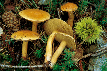 Questo Fungo appartiene alla specie Boletus