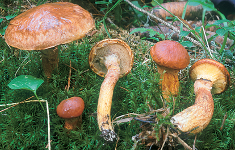 Questo Fungo appartiene alla specie Boletus