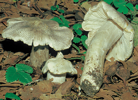 Questo Fungo appartiene alla specie Tricholoma