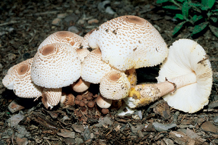 Questo Fungo appartiene alla specie Lepiota