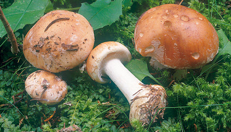 Questo Fungo appartiene alla specie Cortinarius