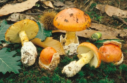 Questo Fungo appartiene alla specie Amanita