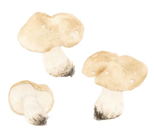 Calocybe gambosa, tipicamente primaverile, è un fungo commestibile che ha una documentata tradizio- ne plurisecolare di consumo, con notevole rilevanza dal punto di vista storico. Oggi è molto apprezzato e ricercato in numerose regioni italiane e in vari Paesi europei.