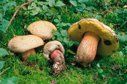 Questo Fungo appartiene alla specie Boletus