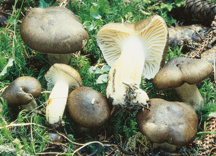 Questo Fungo appartiene alla specie Hygrophorus