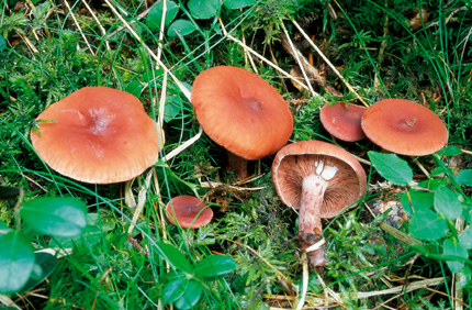 Questo Fungo appartiene alla specie Cortinarius