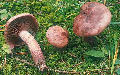 Questo Fungo appartiene alla specie Hygrophorus