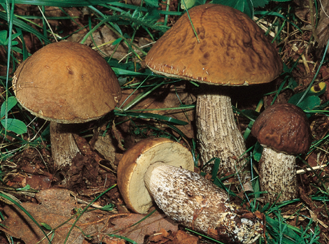 Questo Fungo appartiene alla specie Boletus