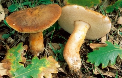 Questo Fungo appartiene alla specie Boletus