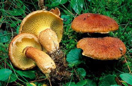 Questo Fungo appartiene alla specie Boletus