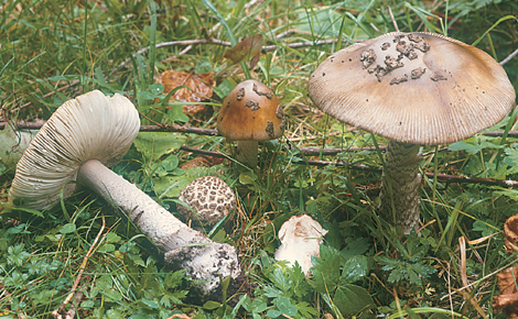 Questo Fungo appartiene alla specie Amanita